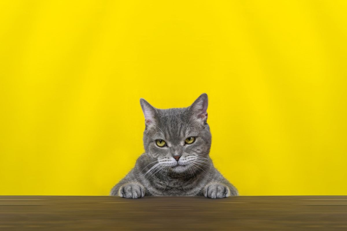 6-signs-your-cat-is-stressed-according-to-celia-haddon-parade-pets