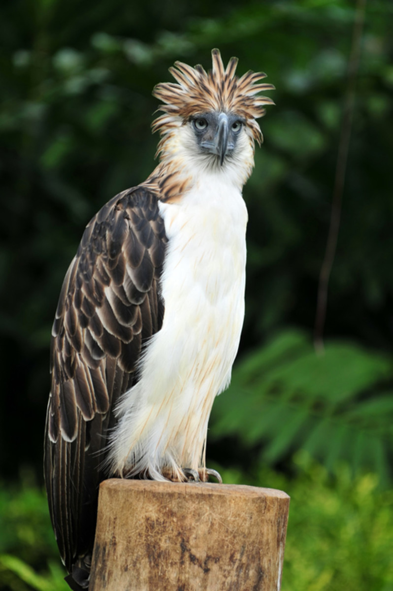 50 Weird Animals That Are Quite Unusual to Look At - Parade Pets