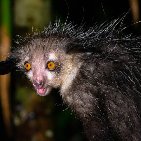 50 Weird Animals That Are Quite Unusual To Look At Parade Pets
