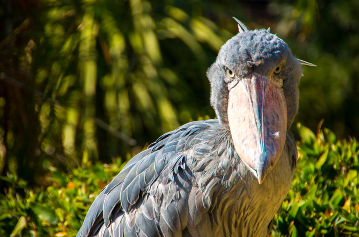 50 Weird Animals That Are Quite Unusual to Look At - Parade Pets