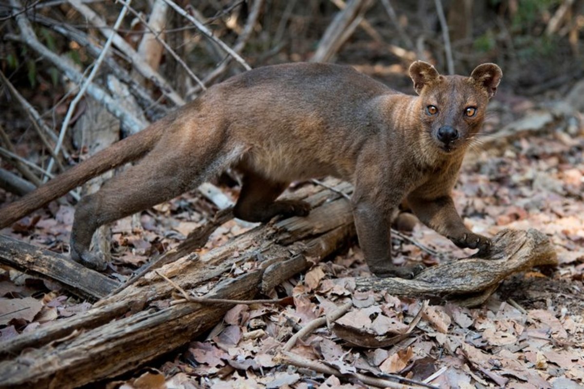 50 Weird Animals from Around the World (Photos) - Parade Pets