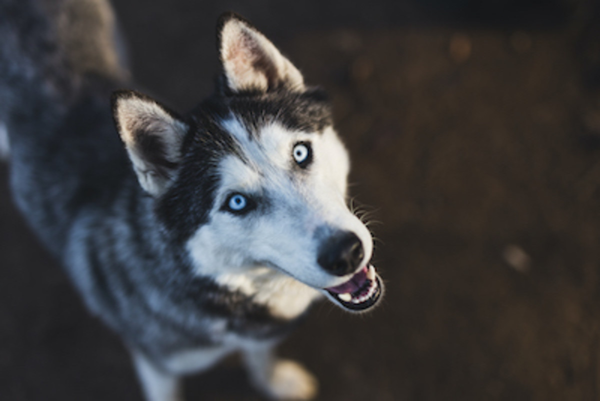 white dog breeds with blue eyes