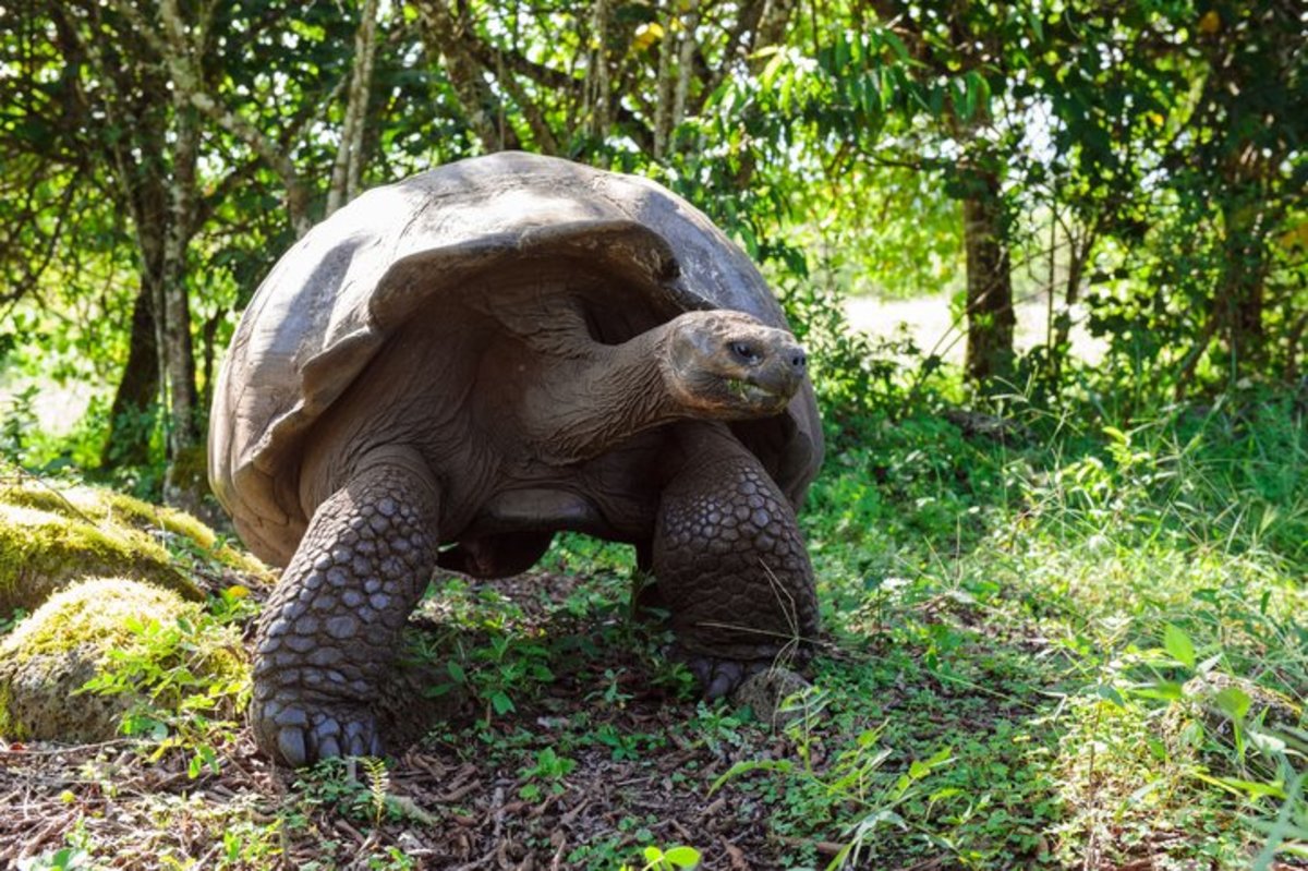 25 Longest Living Animals - Parade Pets