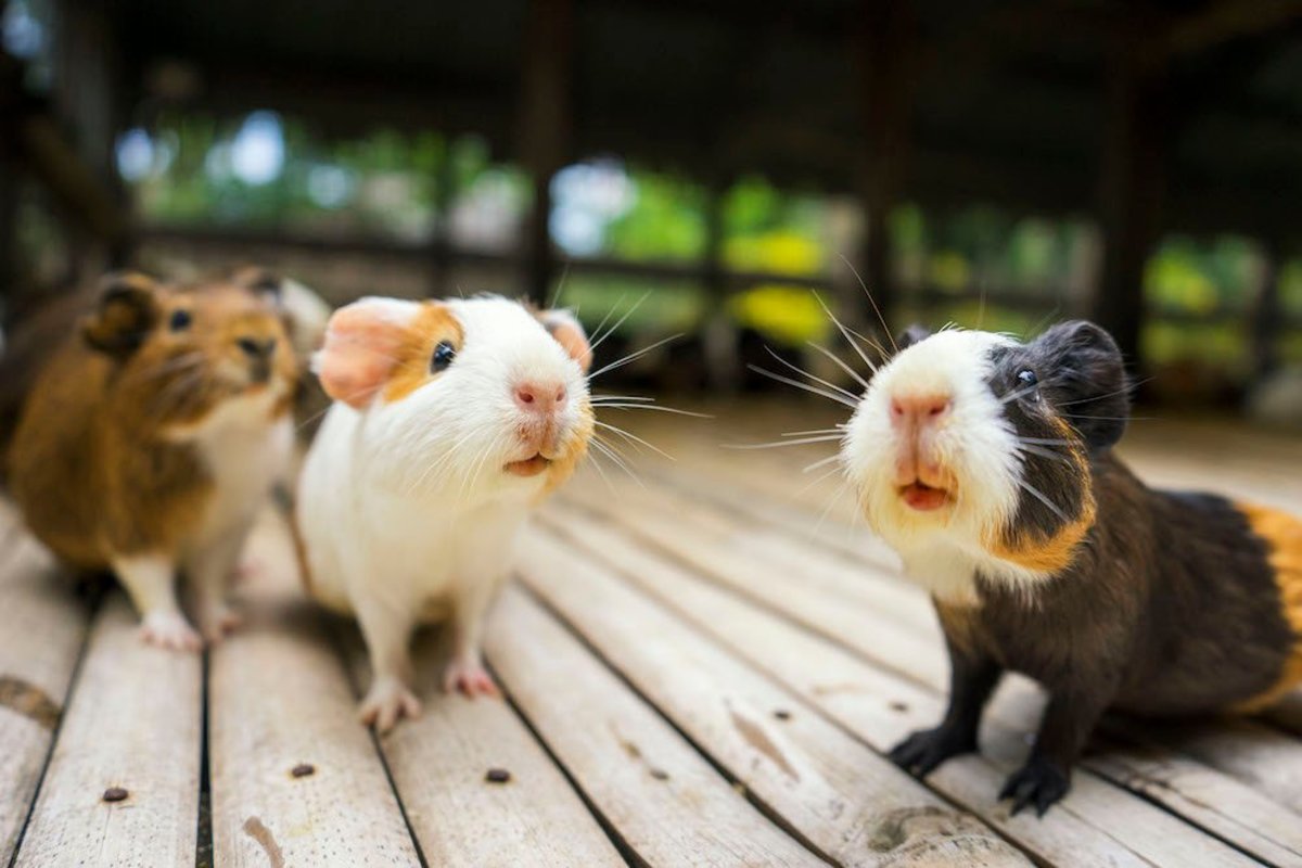 Are Hamsters a 'Good Pet'?