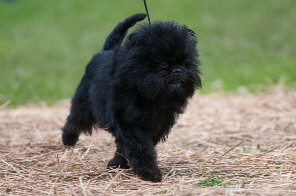Teacup Dogs: The Cute That Kills