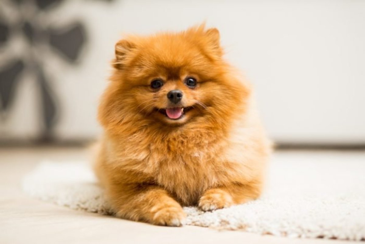 Pomeranian Spitz red color lies on the carpet