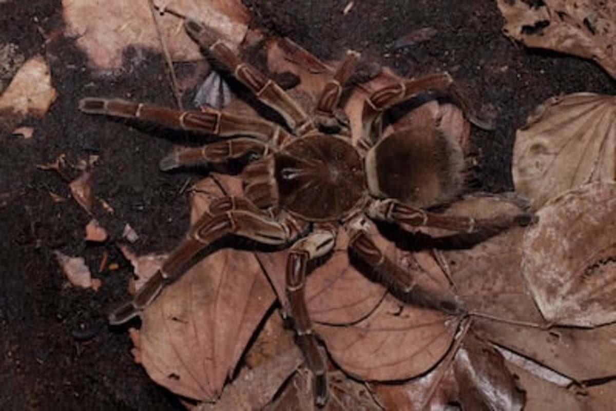 largest spider in the world guinness world record