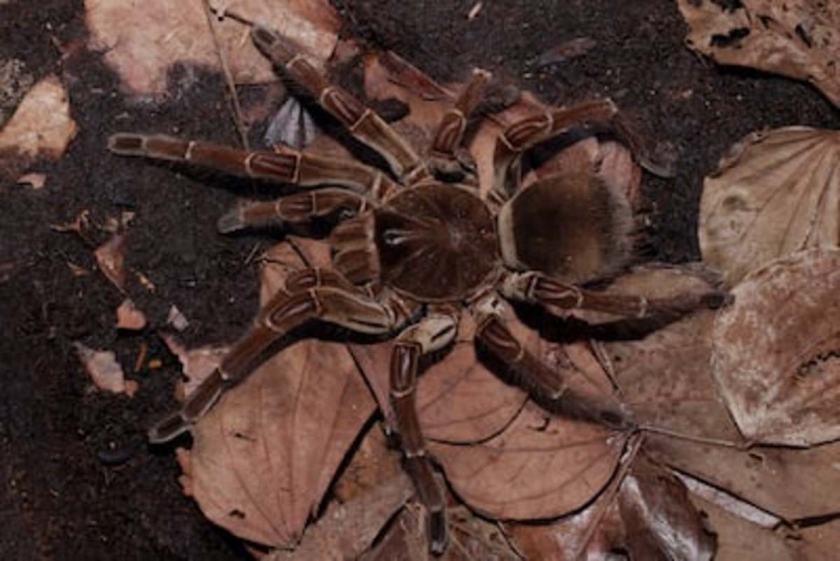 goliath bird eating spider size comparison