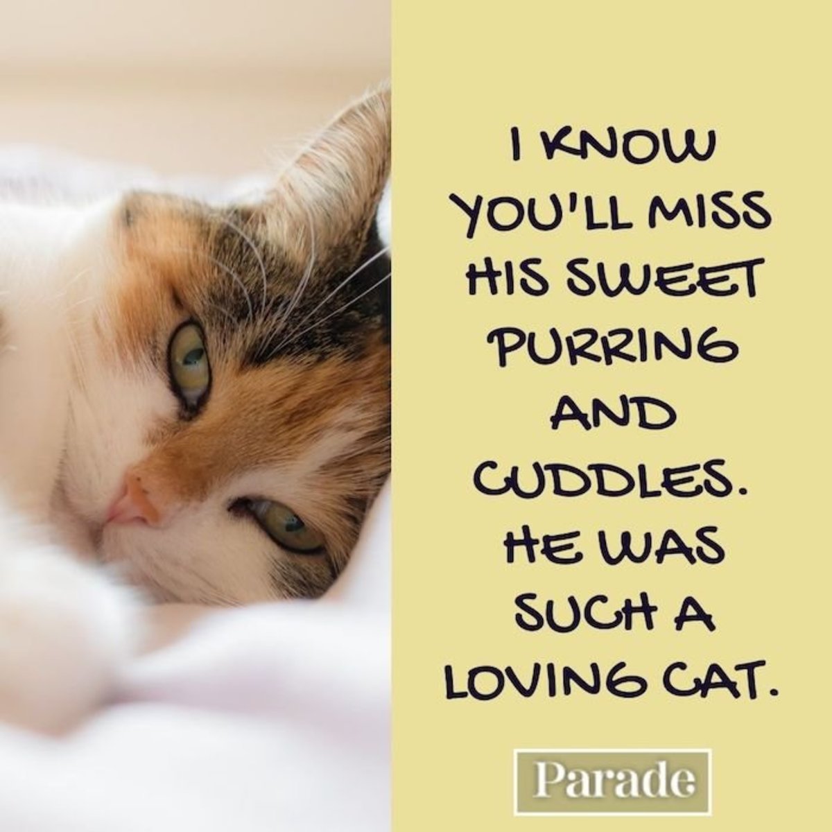 What to Write in a Pet Sympathy Card — Pet Loss Quotes - Parade Pets