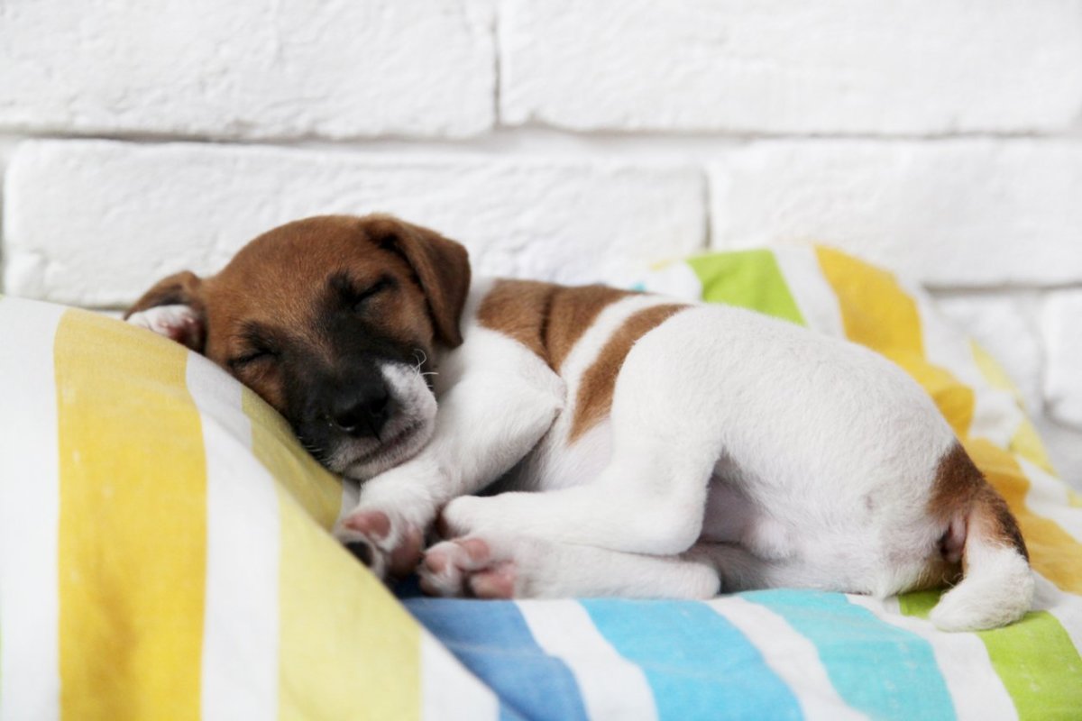 https://paradepets.com/.image/t_share/MTkxMzY1Nzg4MTM3MDM5NDU4/fox-terrier-puppy-sleeping-on-colorful-pillow.jpg