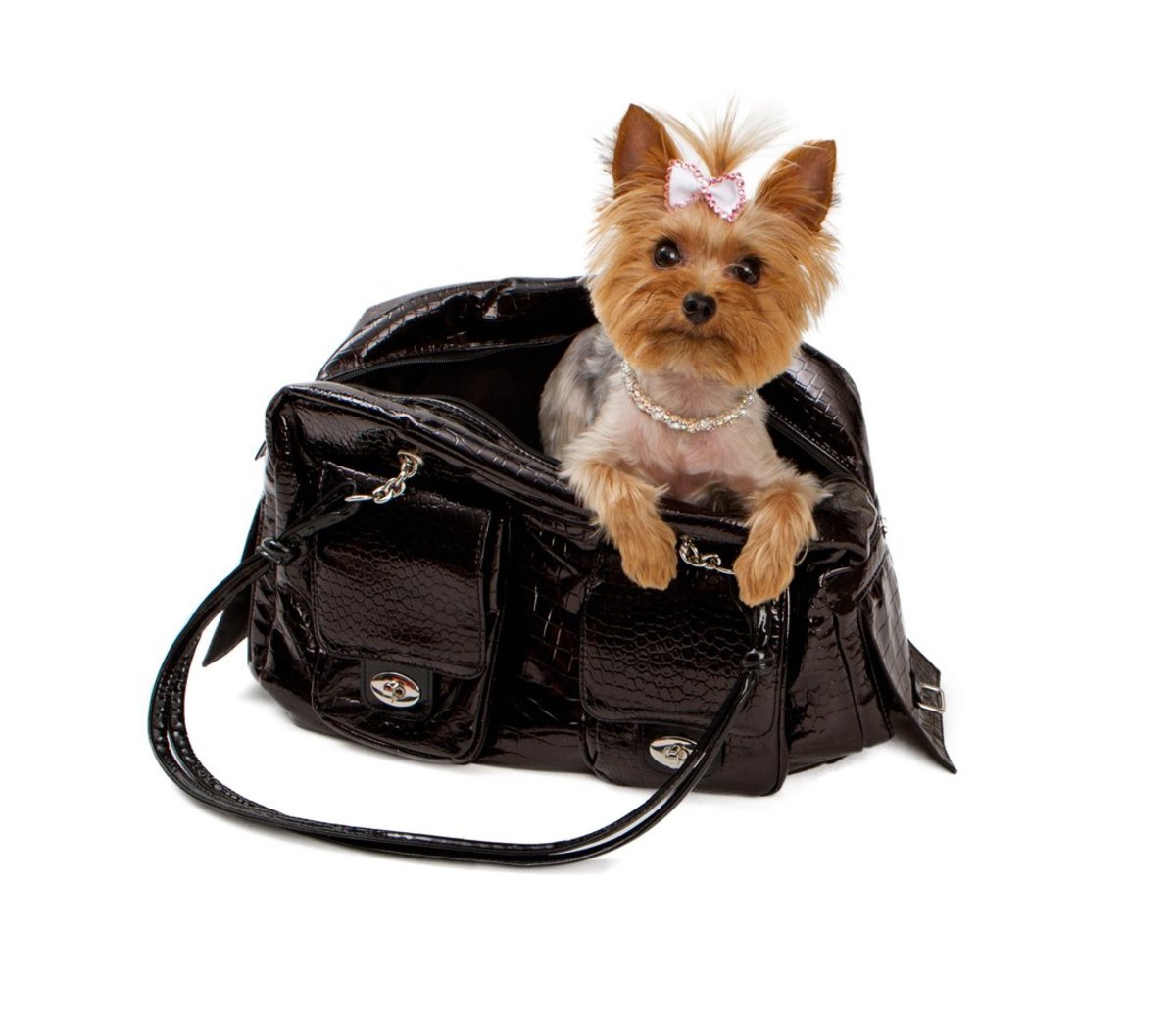 Scared, pampered and unable to walk: it's a handbag dog's life | Pets | The  Guardian