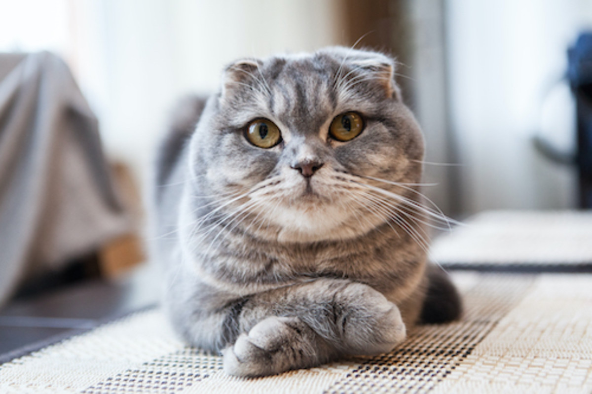 10 most common cat breeds in the world in 2022
