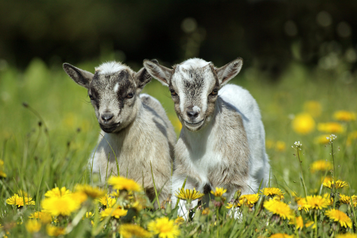 50 Cute Animals from Around the World - Parade Pets