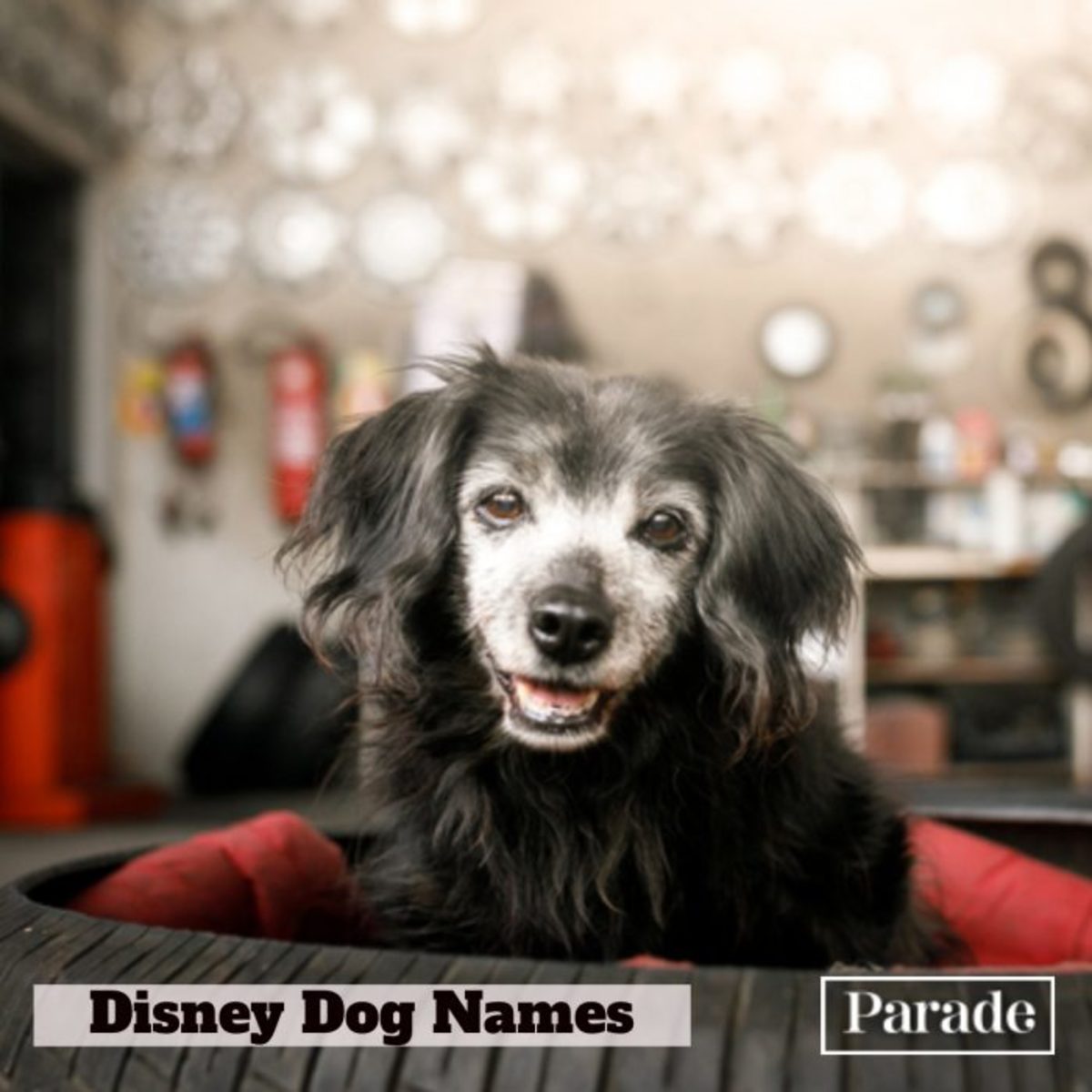 Disney dog names6