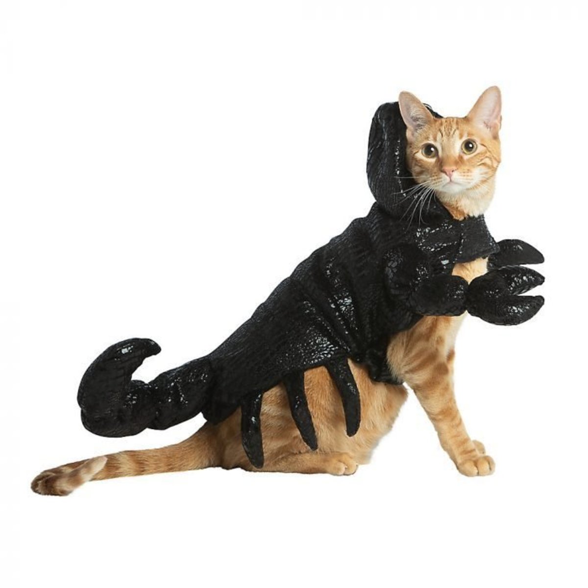 35 Cat Halloween Costumes — Funny Halloween Costumes for Cats - Parade Pets