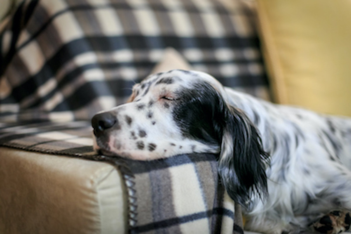 artois hound puppy was born with blue eyes