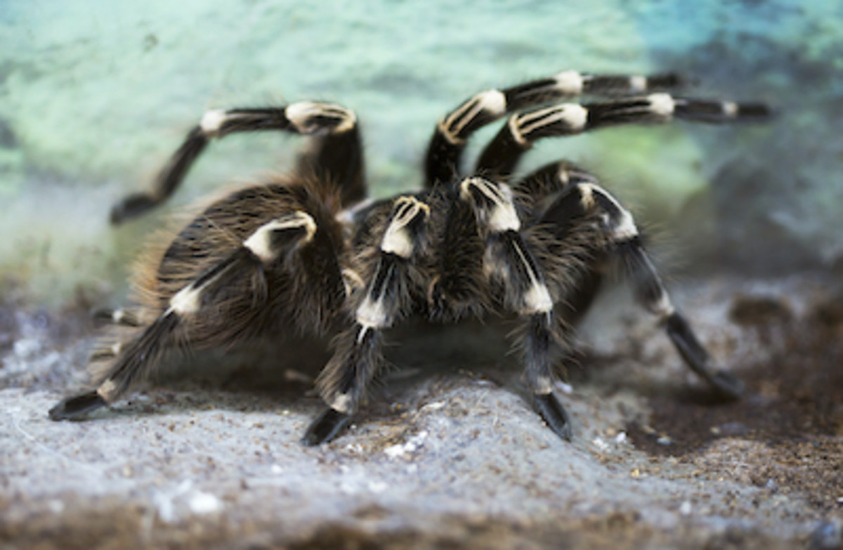 Meet 5 of the Biggest Spiders in the World