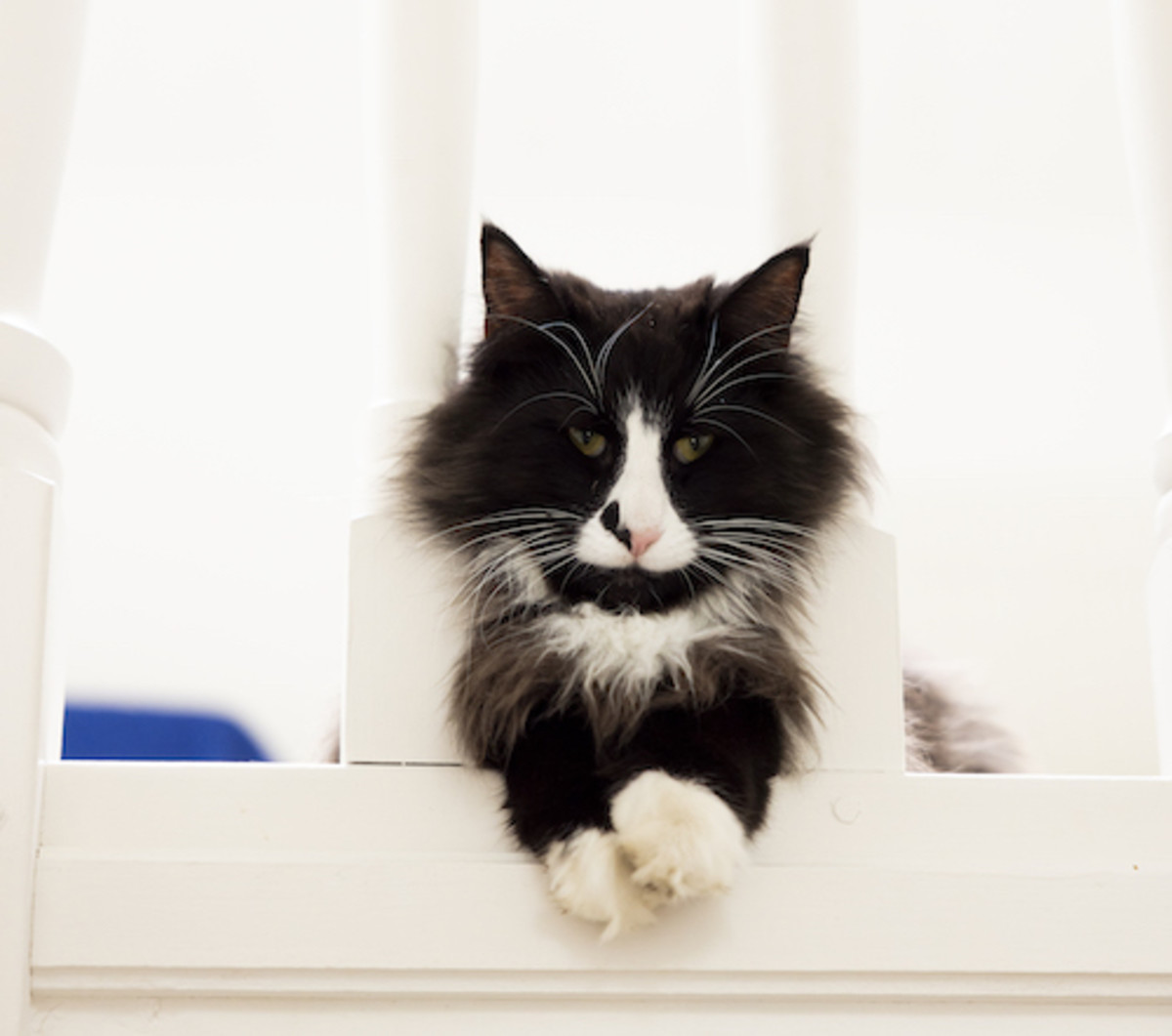 black smoke norwegian forest cat