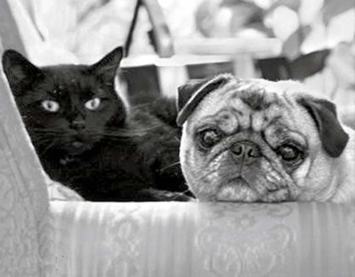 Old Faithfuls Parade Pets