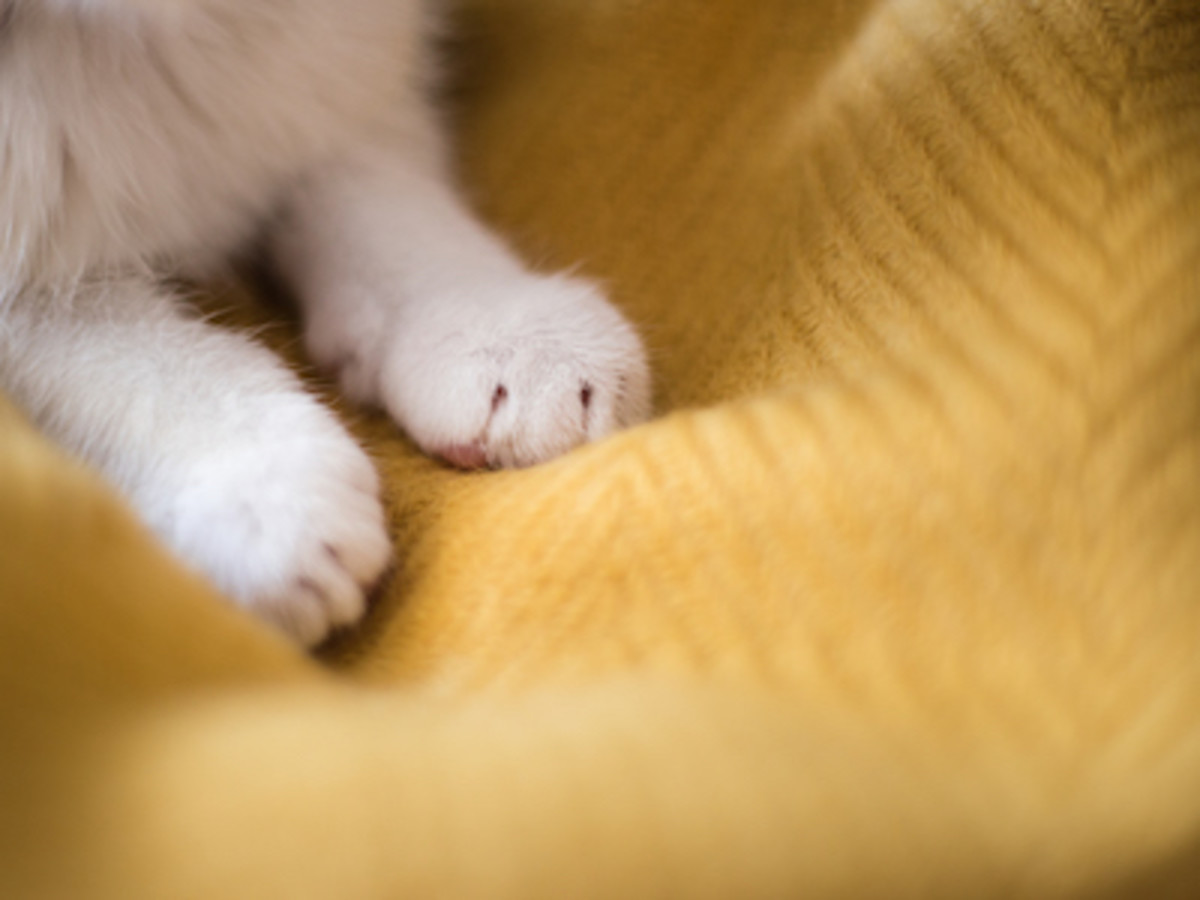 Why Do Cats Knead? A Veterinarian Explains Parade Pets