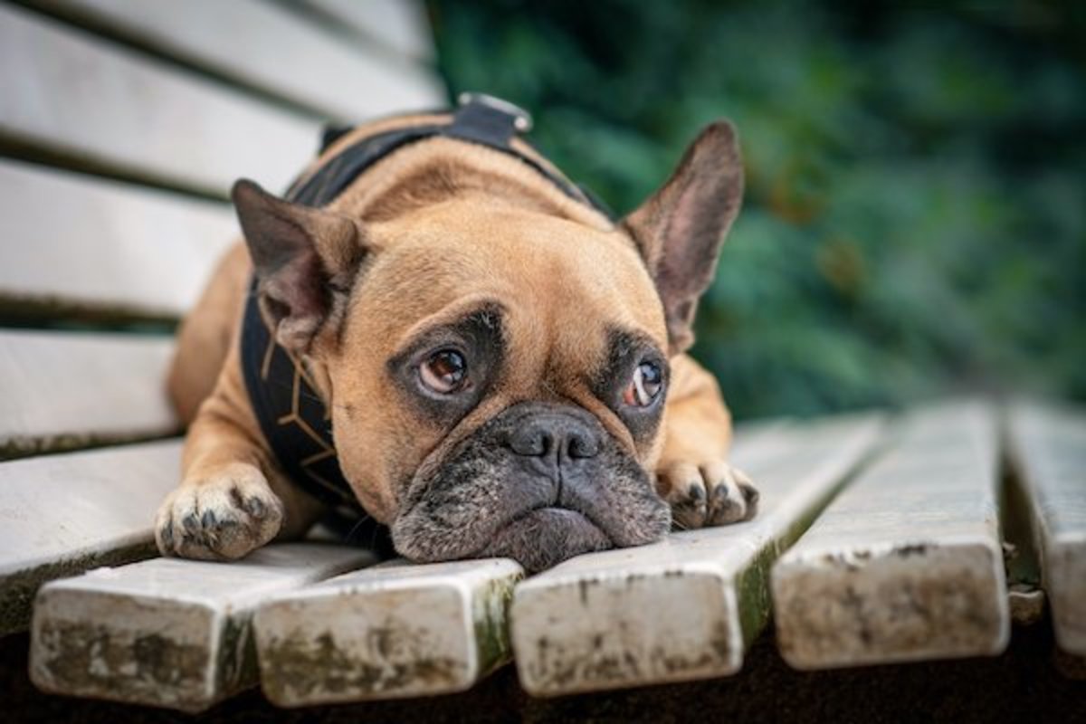 Do Dogs Cry? Can Dogs Cry Tears? Experts Explain - Parade Pets