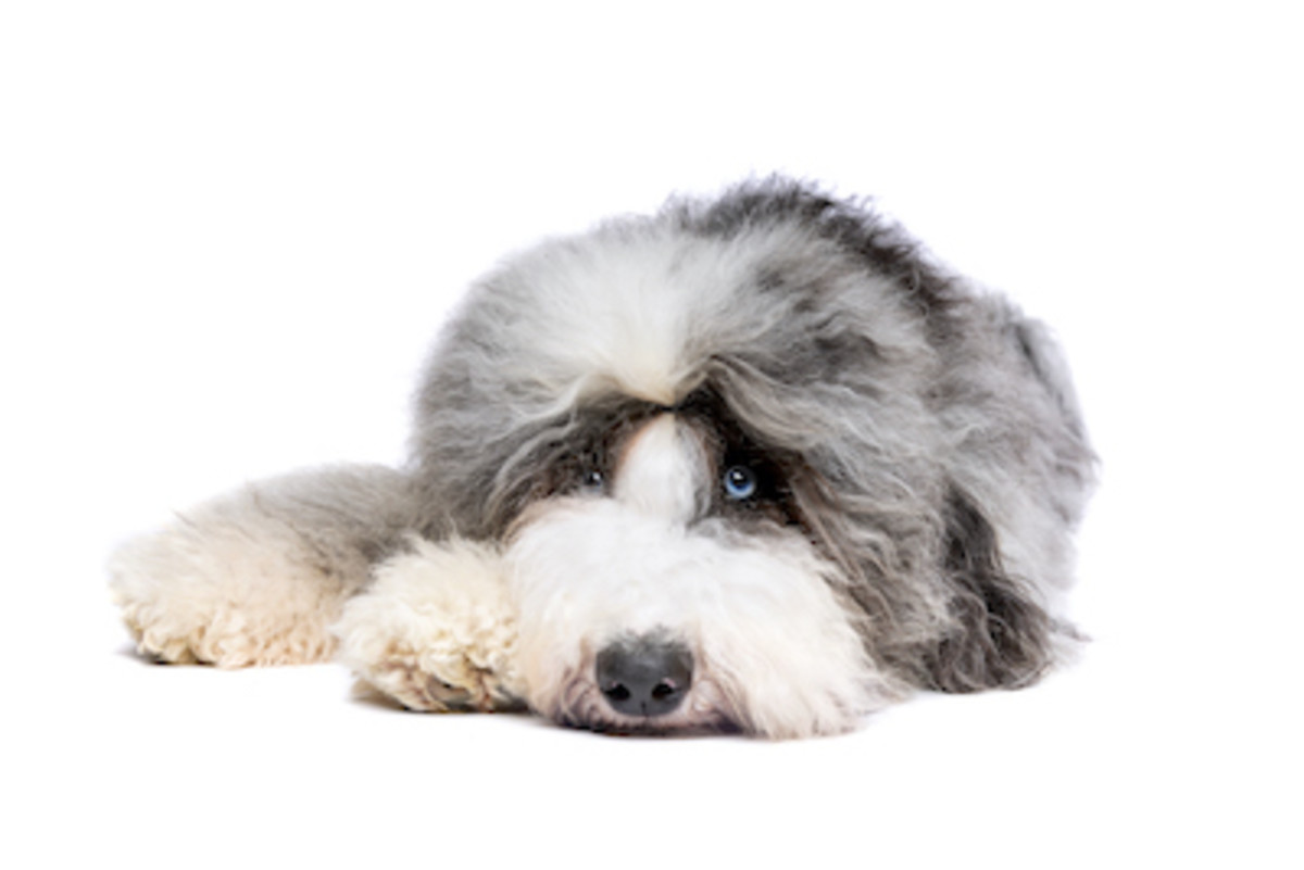 Old English Sheepdog Canine Bicolor Cute Photo Background And