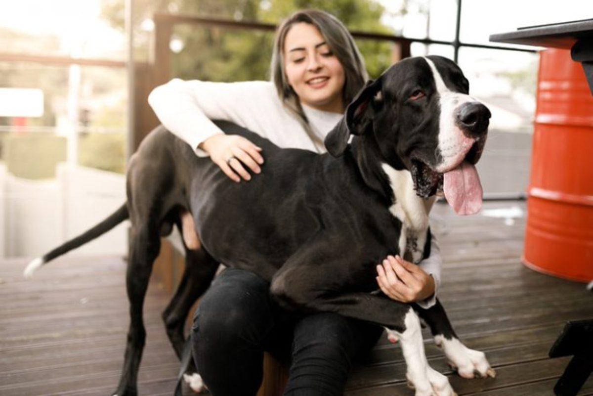 Top 151 Cane Corso Names  The Dog People by