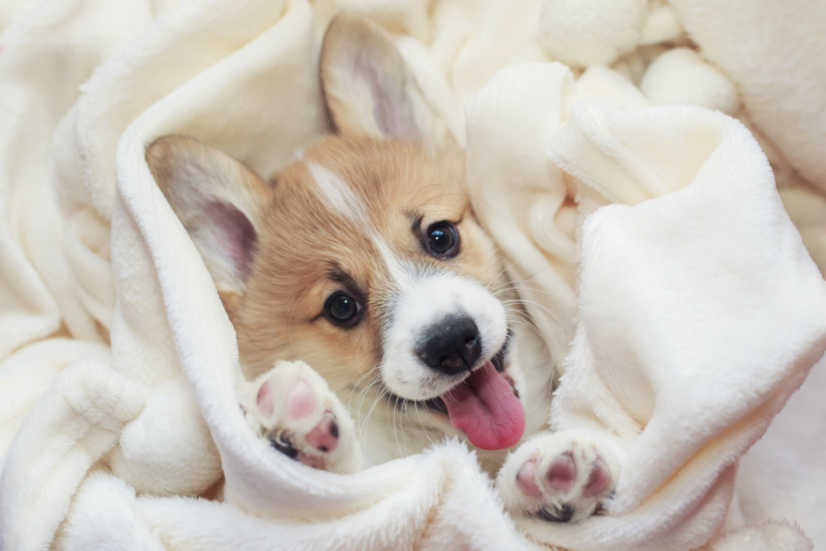 Lazy Small Dog Breeds  : Discover the Top Couch Potato Canine Companions