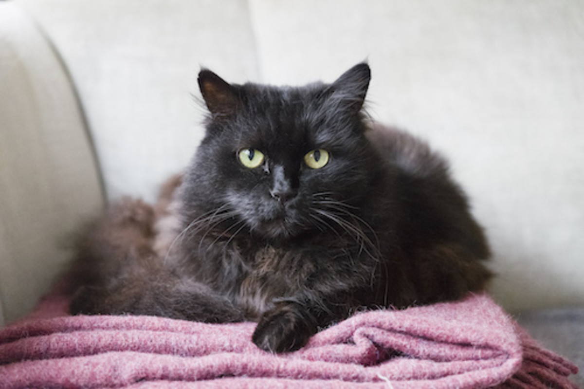 20 Black Cat Breeds — Long-haired, Fluffy, Shorthair, More - Parade Pets