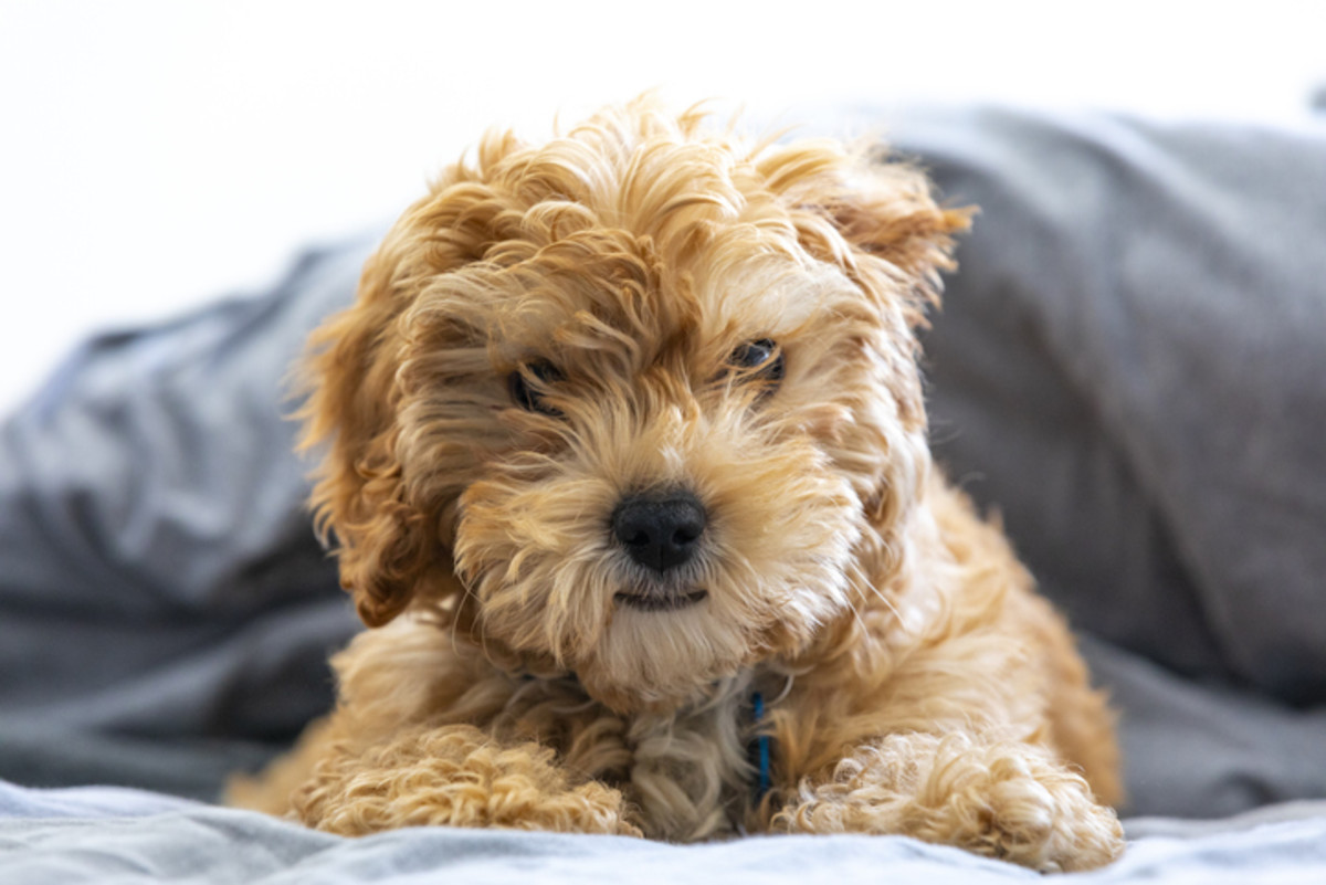 Fluffy teddy bear outlet dogs