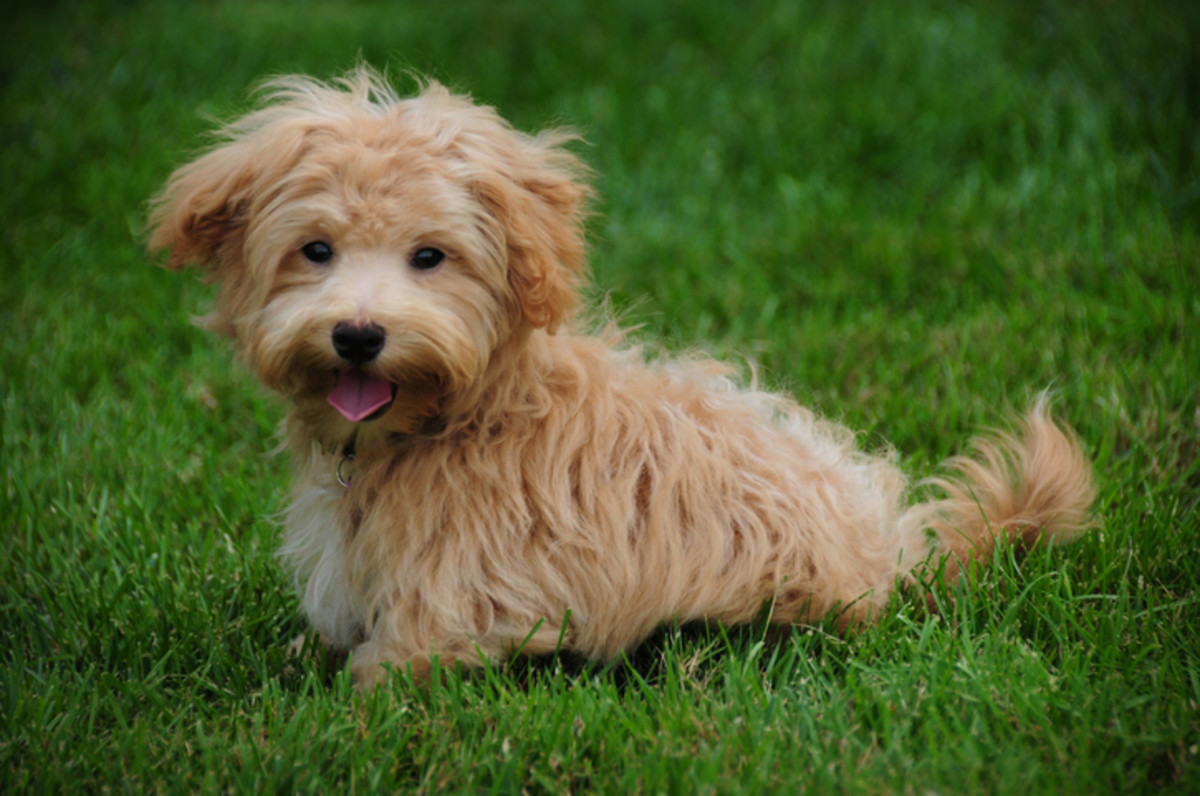 what is the healthiest small dog breed