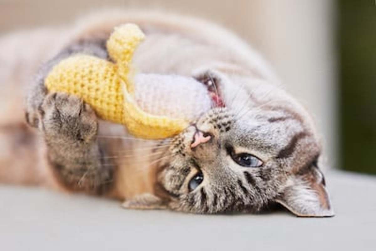 What Does Catnip Do To Cats Parade Pets