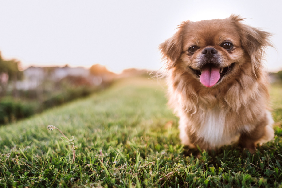 10 Teacup Dog Breeds for Tiny Canine Lovers