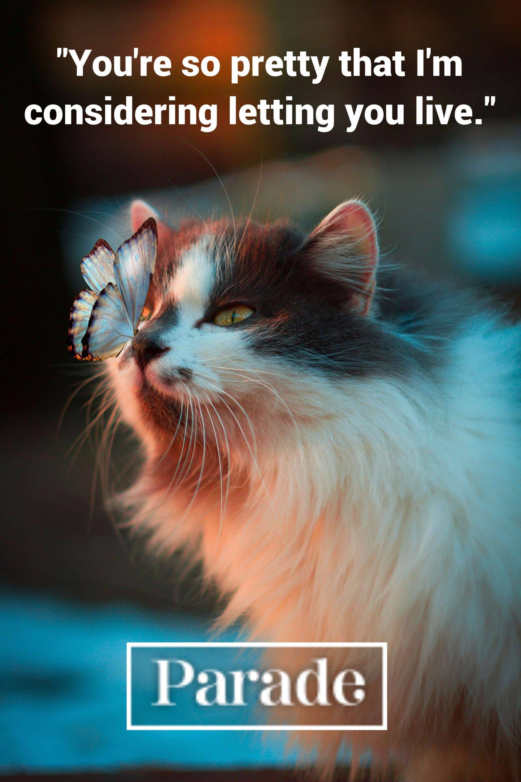 101 Funny Cat Memes To Make You Laugh In 2024 Parade Pets