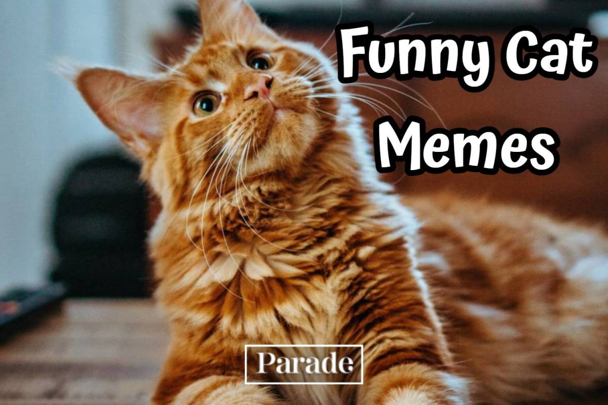 101 Funny Cat Memes To Make You Laugh In 2023 - Parade Pets