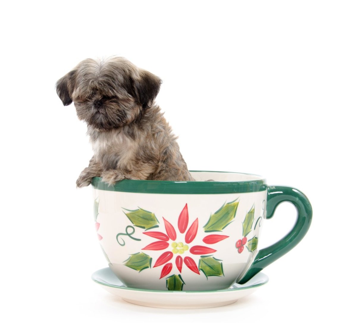 how big do teacup puppies grow
