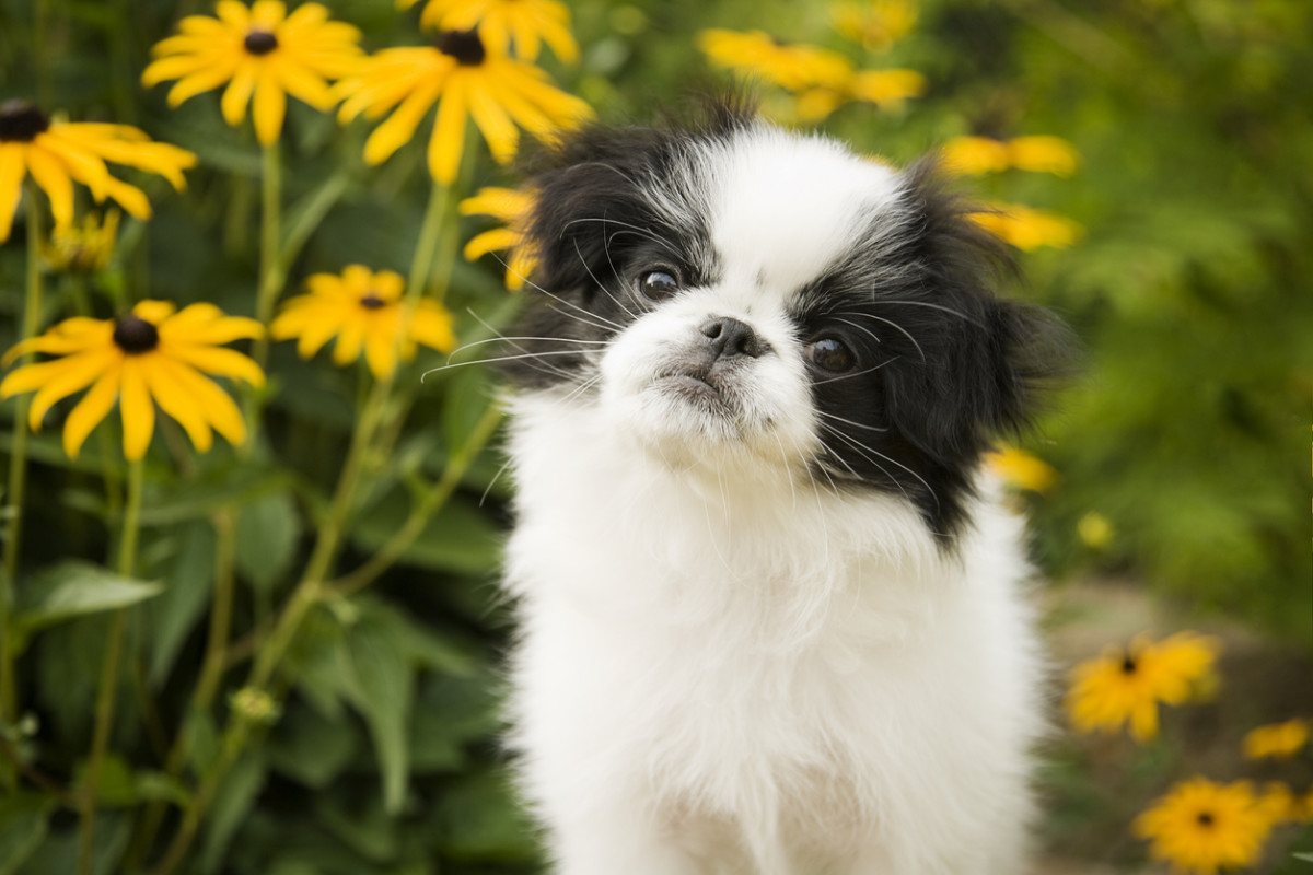 are teacup puppies hypoallergenic