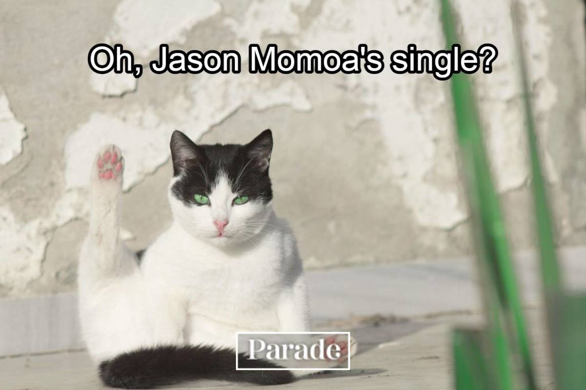 10 of the Most Famous Cat Memes as of 2020