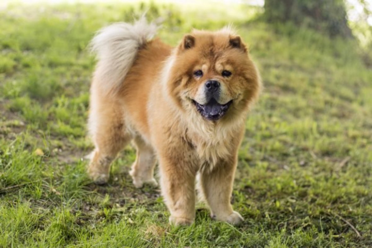50 Best Medium-Sized Dog Breeds - Parade Pets