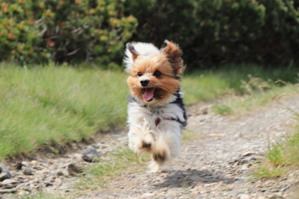 30 Toy Dog Breeds — Best Tiny Dogs You'll Love - Parade Pets