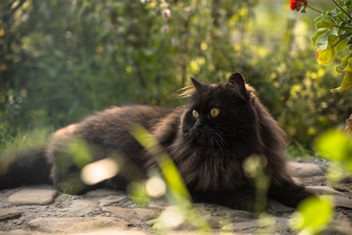 20 Black Cat Breeds — Long-haired, Fluffy, Shorthair - Parade Pets