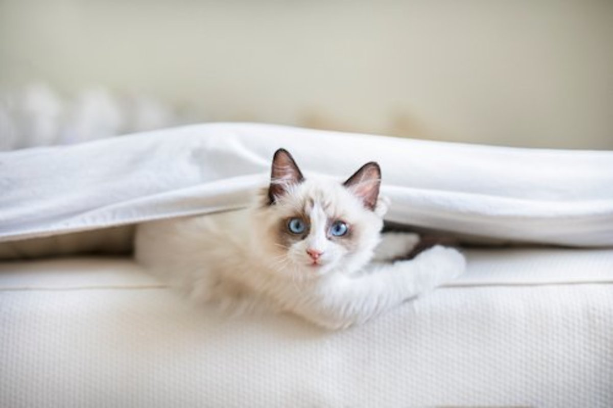 The Most Popular Cat Breeds in America