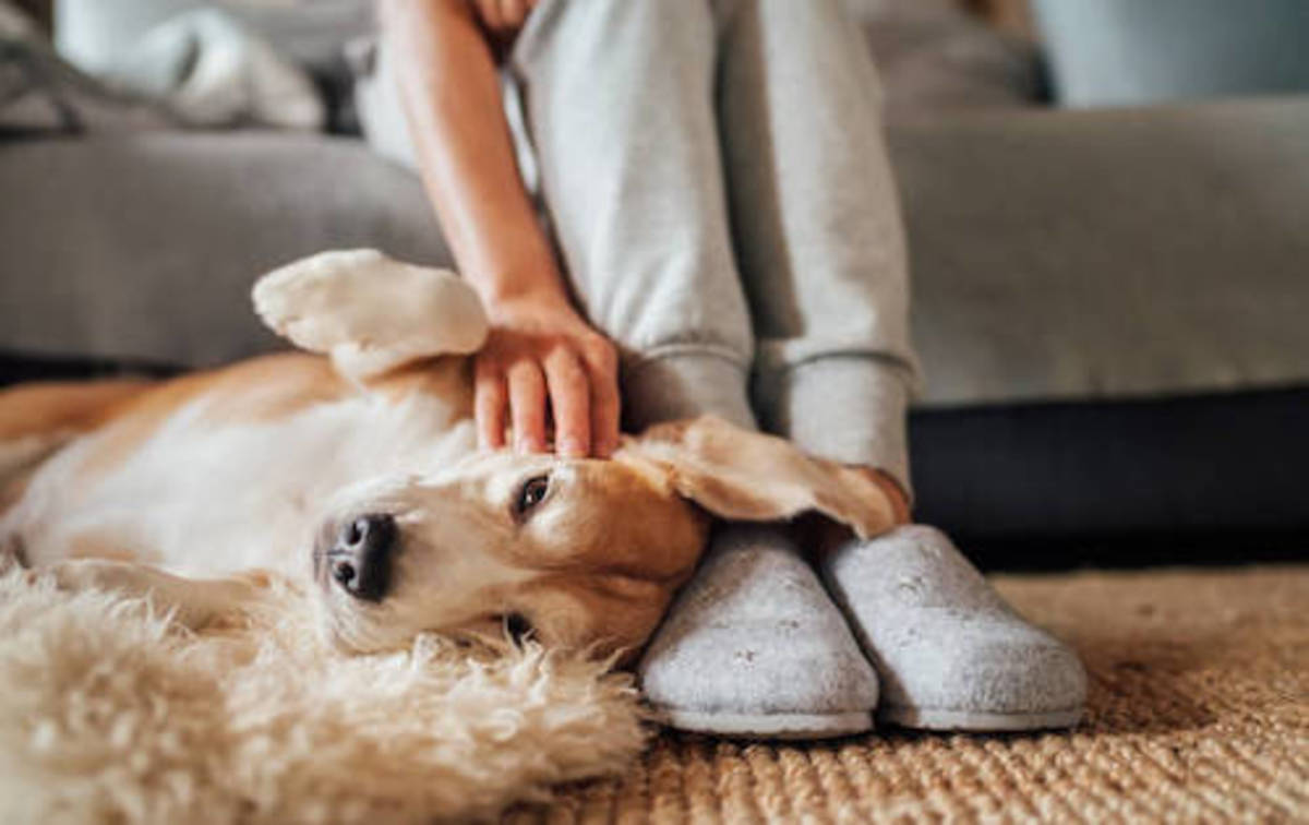 Does My Dog Love Me? 10 Signs Your Dog Loves You - Parade Pets