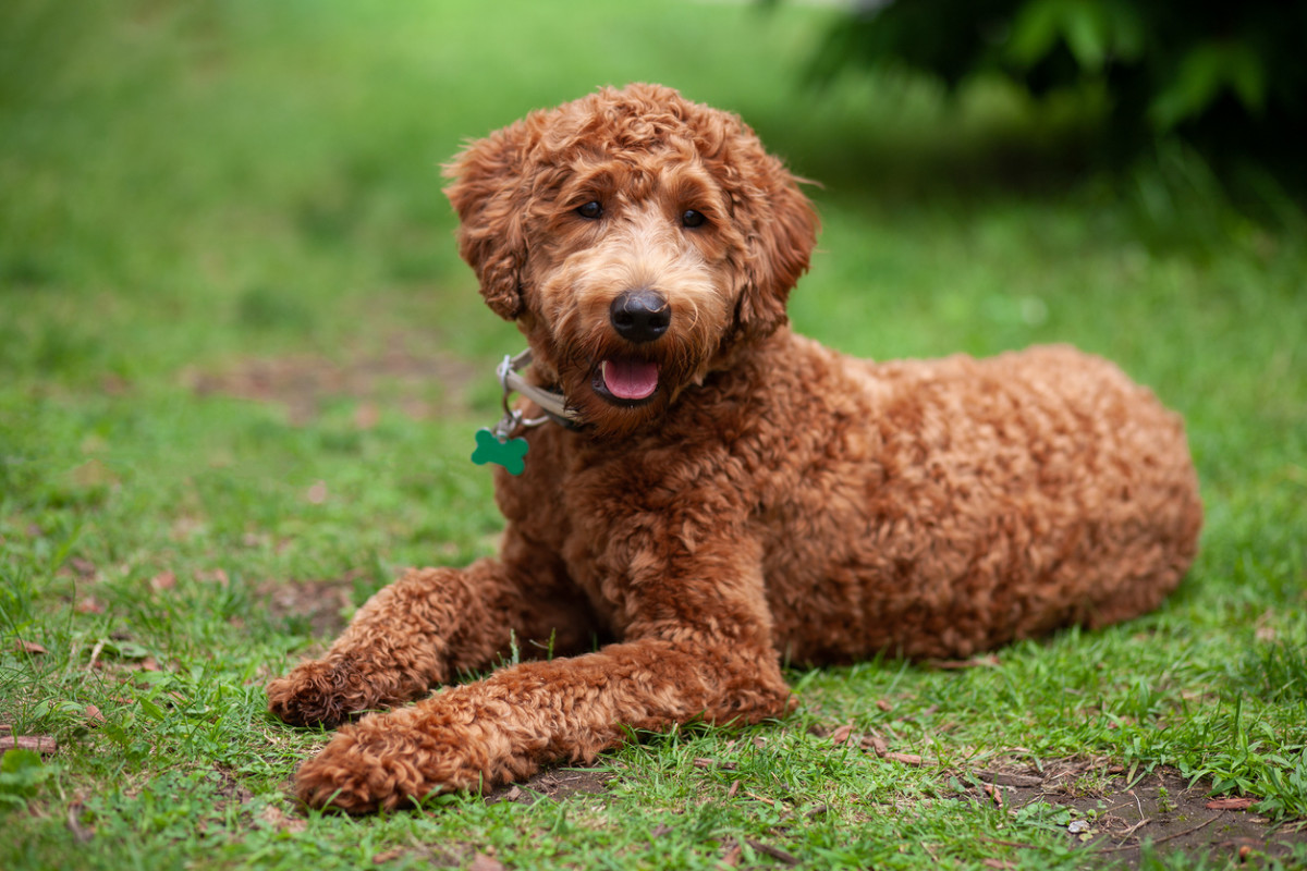 cute-brown-labradoodle-lying-down-on-the-grass