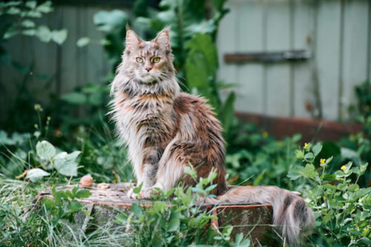 The Most Popular Cat Breeds in America