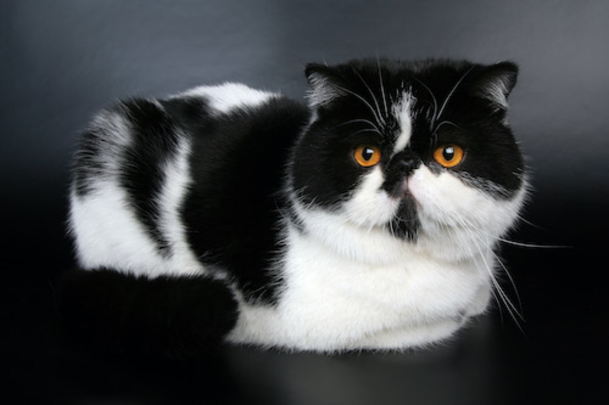 Exotic shorthair sale black cat