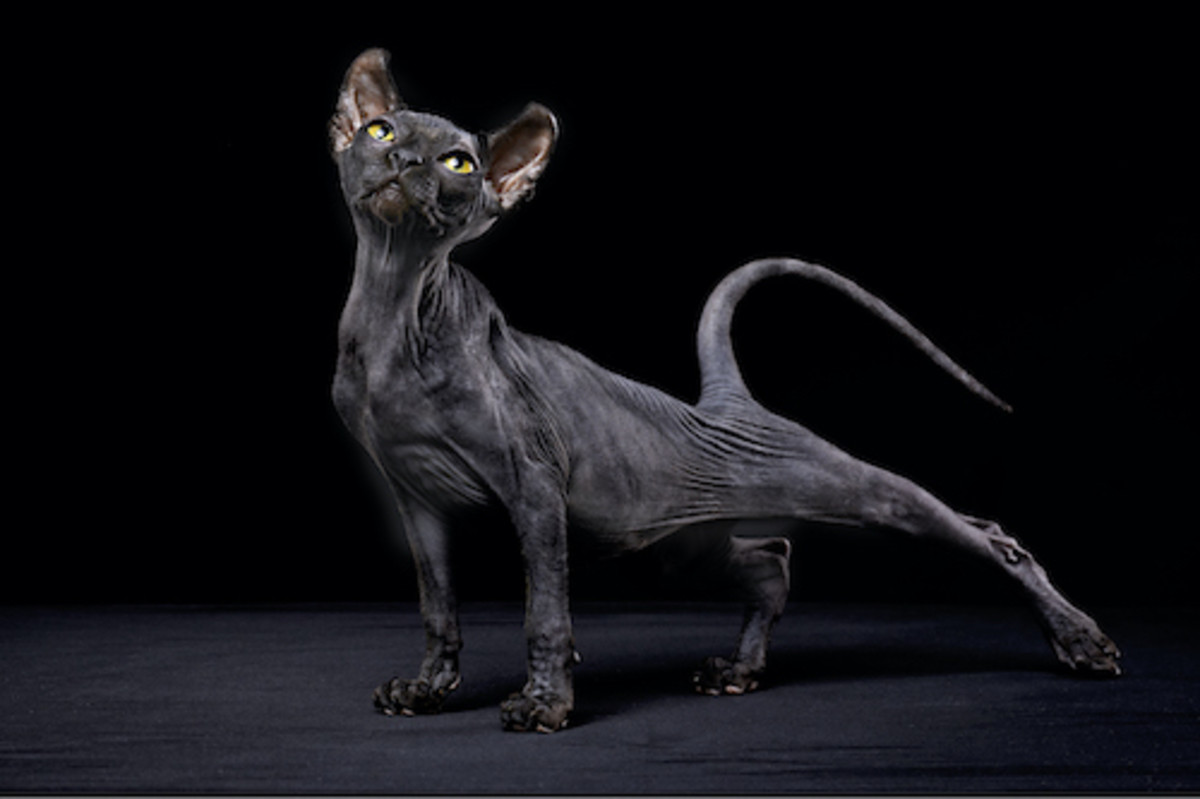 Black Cat Breeds: 11 Breeds With Gorgeous Dark Coats