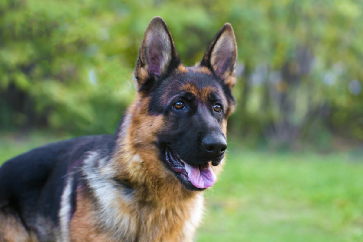 Portrait of a German Shepherd Dog.