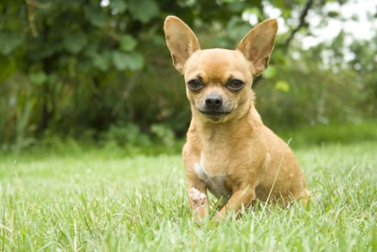 30 Toy Dog Breeds — Best Tiny Dogs You'll Love - Parade Pets