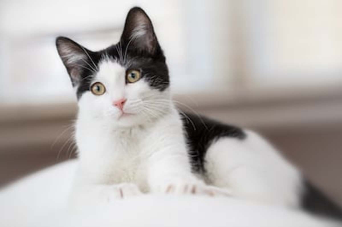 200 Best Black and White Cat Names Parade Pets